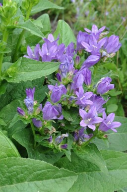 Campanula glomerata 'Superba'