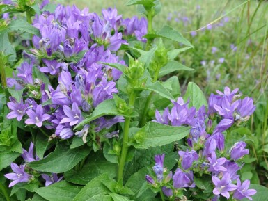 Campanula glomerata 'Superba'