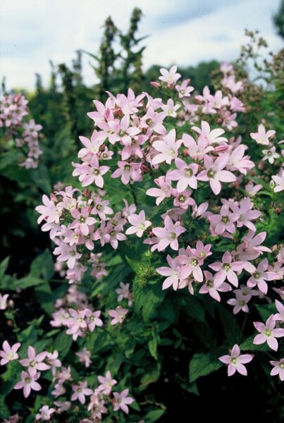 Campanula lactiflora 'Loddon Anna'