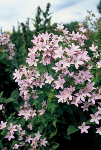 Campanula lactiflora 'Loddon Anna' Campanula lactiflora 'Loddon Anna'