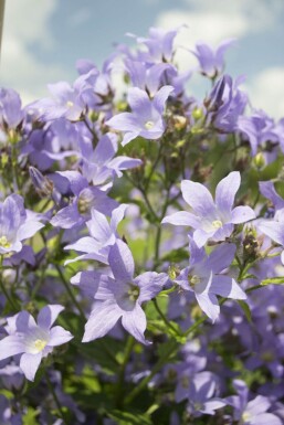 Campanula lactiflora 'Prichard's Variety'