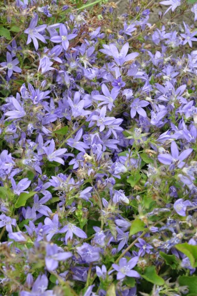 Campanula poscharskyana Campanula poscharskyana