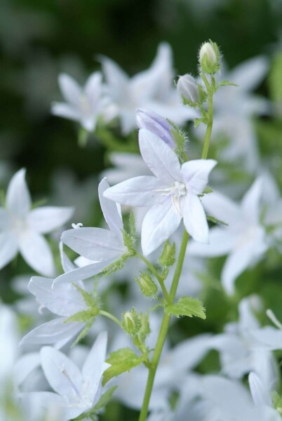 Campanula poscharskyana 'E.H. Frost' Campanula poscharskyana 'E.H. Frost'