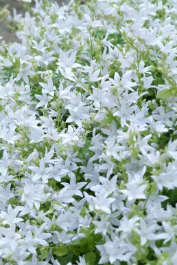 Campanula poscharskyana 'E.H. Frost'