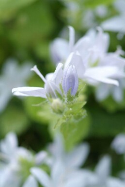 Campanula poscharskyana 'E.H. Frost'