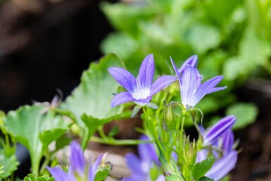 Campanula poscharskyana 'Stella'