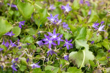 Campanula poscharskyana 'Stella'