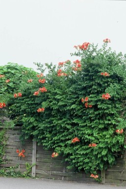 Campsis tagliabuana 'Madame Galen'