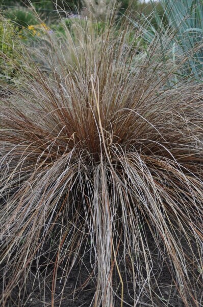 Carex buchananii Carex buchananii