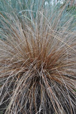 Carex buchananii