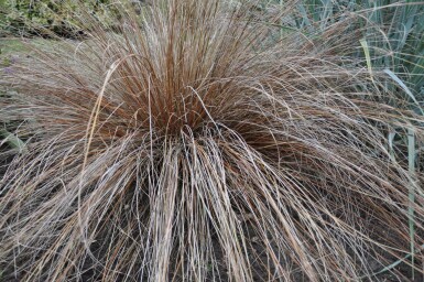 Carex buchananii