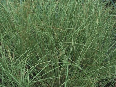 Carex comans 'Frosted Curls'