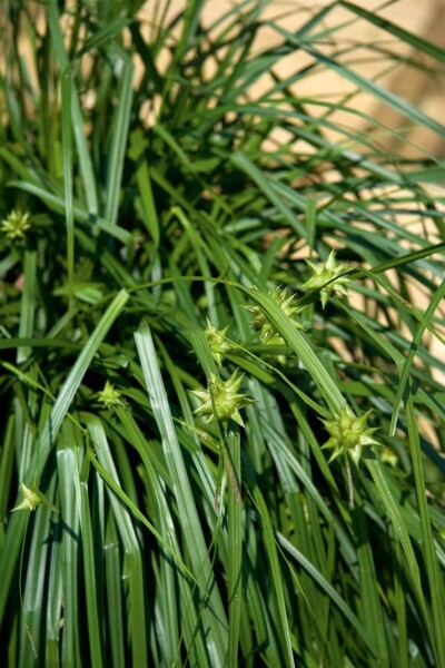 Carex grayi Carex grayi