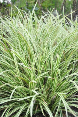 Carex morrowii 'Goldband'