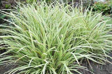 Carex morrowii 'Goldband'