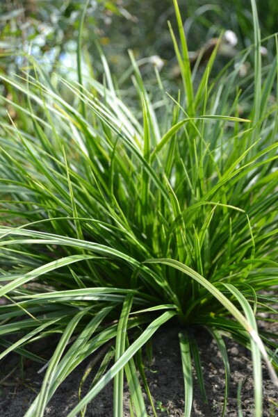 Carex morrowii 'Variegata' Carex morrowii 'Variegata'