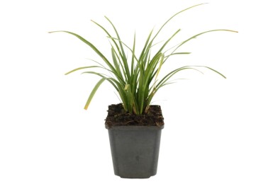 Carex morrowii 'Variegata'