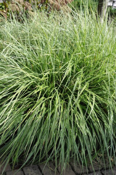 Carex ornithopoda 'Silver Sceptre' Carex ornithopoda 'Silver Sceptre'