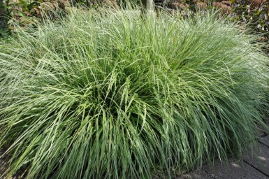 Carex ornithopoda 'Silver Sceptre'