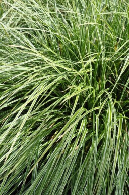 Carex ornithopoda 'Silver Sceptre'