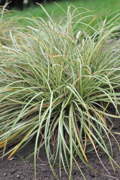 Carex ornithopoda 'Variegata'