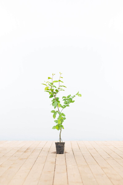 Charme Commun Carpinus Betulus 30-40 cm
