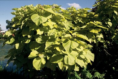 Catalpa bignonioides 'Aurea' struik 40-60 cm