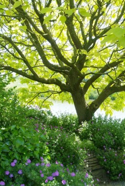 Catalpa bignonioides 'Aurea' struik 40-60 cm