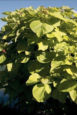 Catalpa bignonioides 'Aurea'