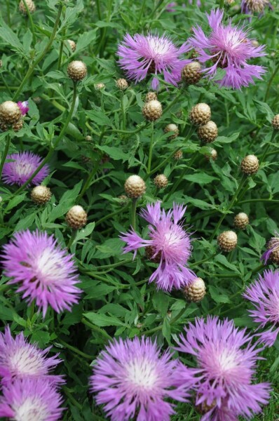 Centaurea dealbata Centaurea dealbata