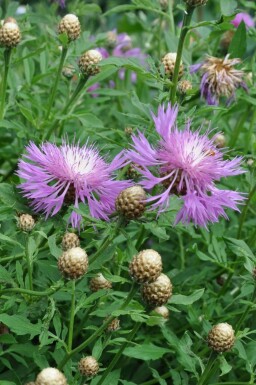 Centaurea dealbata