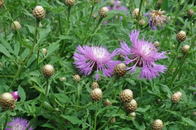 Centaurea dealbata