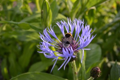 Centaurea montana