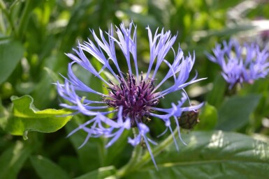 Centaurea montana