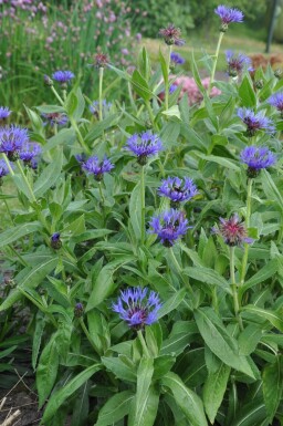 Centaurea montana 'Coerulea'