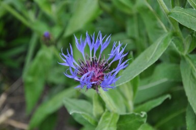 Centaurea montana 'Coerulea'