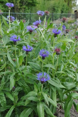 Centaurea montana 'Coerulea'