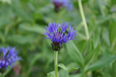 Centaurea montana 'Coerulea'