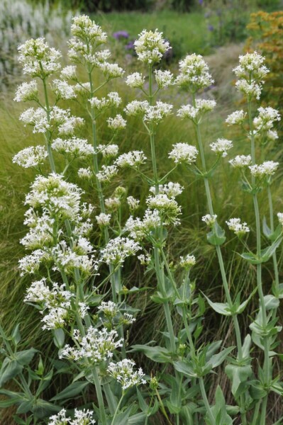 Centranthus ruber 'Albus' Centranthus ruber 'Albus'