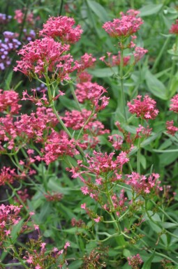 Centranthus ruber 'Coccineus'