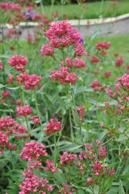 Centranthus ruber 'Coccineus'