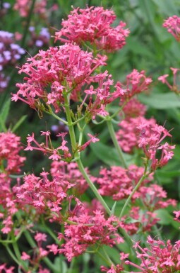 Centranthus ruber 'Coccineus'