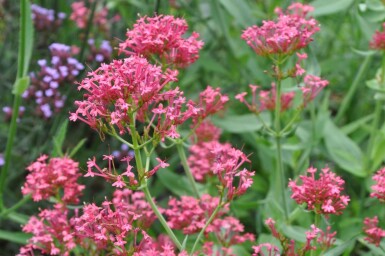 Centranthus ruber 'Coccineus'