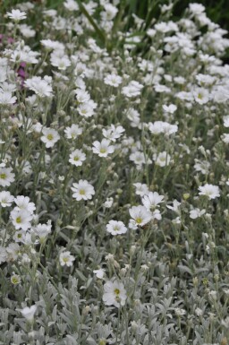 Cerastium tomentosum