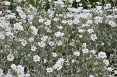 Cerastium tomentosum