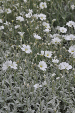 Cerastium tomentosum