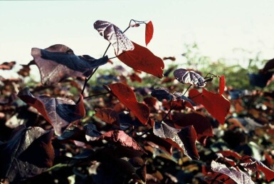 Cercis canadensis 'Forest Pansy'