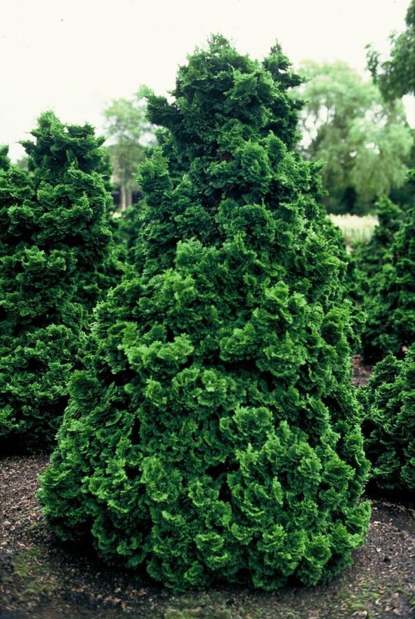Solcypres Chamaecyparis obtusa 'Nana Gracilis' busk 15-20 potte C2 Chamaecyparis obtusa 'Nana Gracilis' busk 15-20 cm