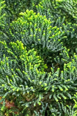 Chamaecyparis obtusa 'Nana Gracilis' C2 15-20