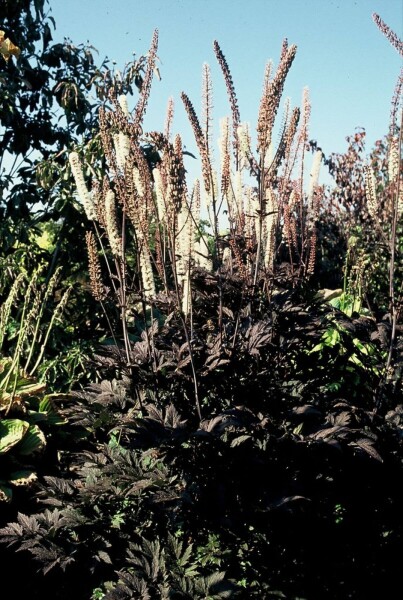 Cimicifuga simplex 'Atropurpurea' Cimicifuga simplex 'Atropurpurea'